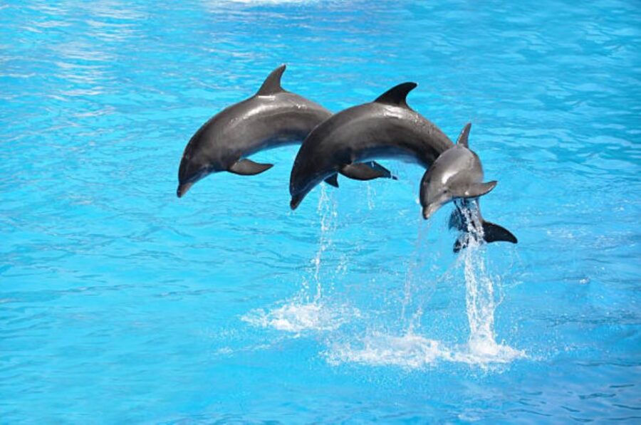 Sharm El-Sheikh: Dolphin Show & Optional Swimming W/Dolphins