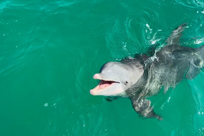 Shell Island Dolphin Sightseeing Boat Tour