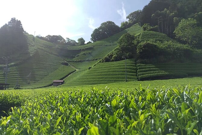 Shizuoka 6hr Private Tour and Japanese Tea Farm Tour With Vehicle