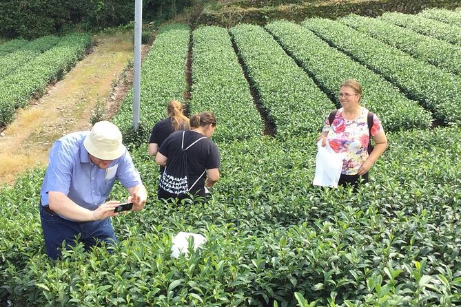 Shizuoka Tea Picking Private Experience