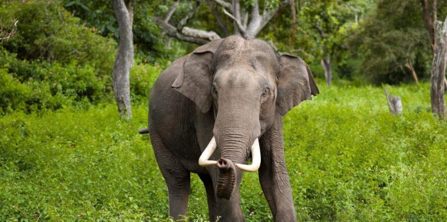 Sigiriya & Jeep Safari: All Inclusive Tour From Trincomalee - Tour Overview