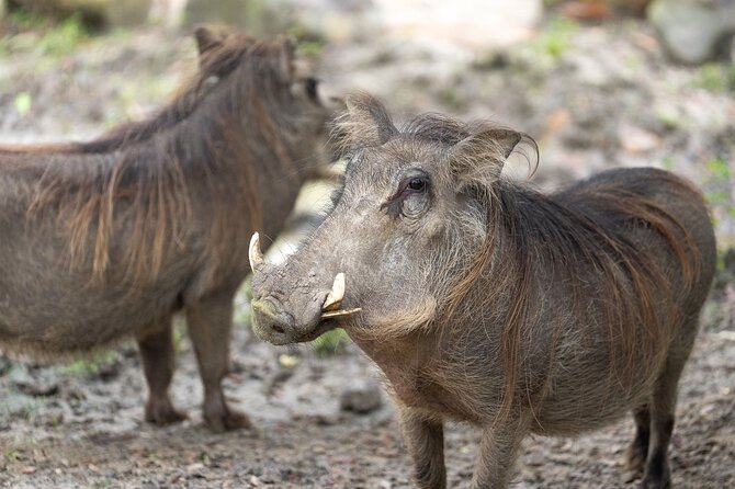 Skip The Line Central Florida Zoo Review