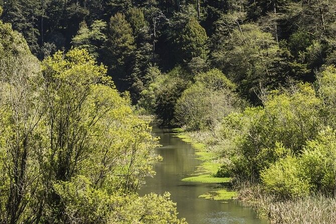 Skunk Train: Wolf Tree Turn From Willits