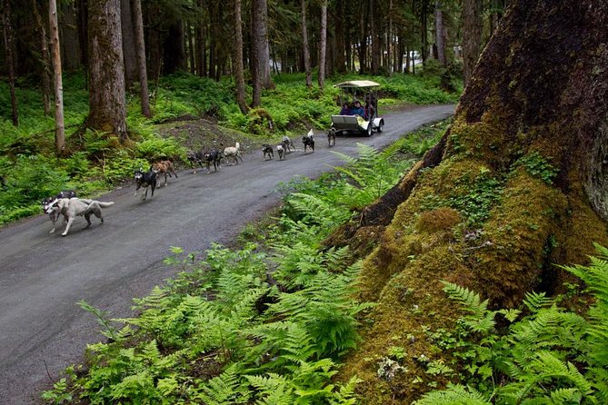 Sled Dog Discovery in Juneau
