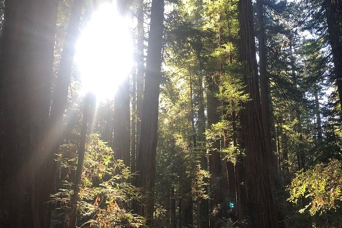 Small-Group Giant Redwoods and Russian River Wine Country Trip