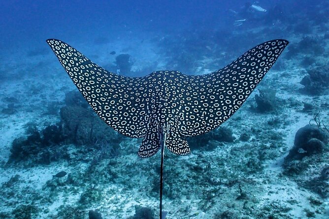 Small-Group Introductory Scuba Dive in Cozumel