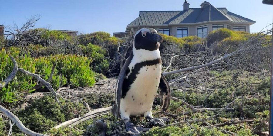 Small Group Tour; Cape of Good Hope & Penguins