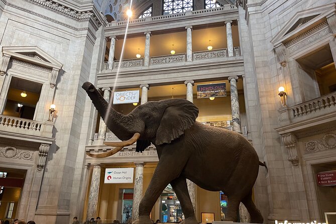 Smithsonian Natural History Museum Tour Review