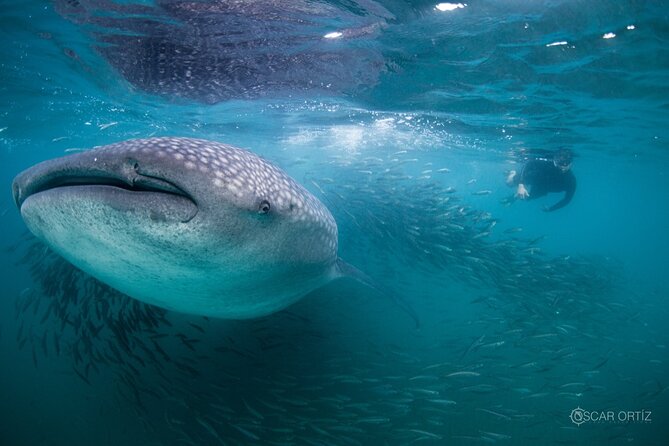 Snorkel With Whale Sharks Includes Equipment & Transportation - Pricing Details