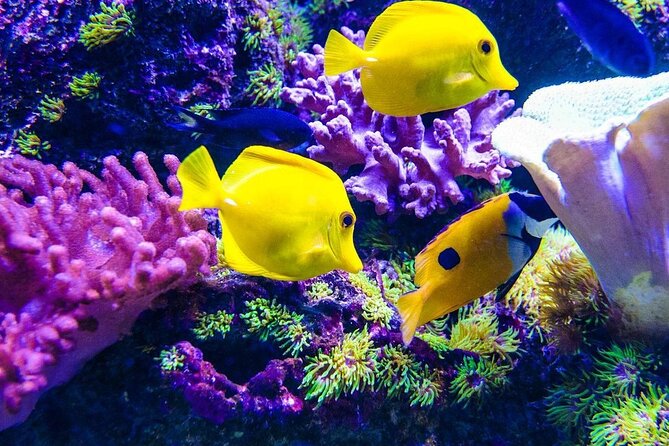 Snorkeling at Blue Lagoon; Starfish; The Rock Restaurant & Paje Beach