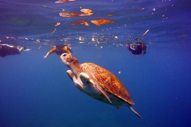 Snorkeling in a Wonderful Volcanic Bay