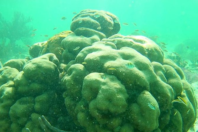 Snorkeling Tour by Boat (Amazing Excursion to the Turtle Area)