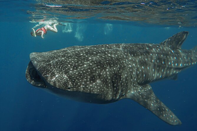 Snorkeling With Whale Sharks - Isla Mujeres - Overview of Whale Shark Snorkeling