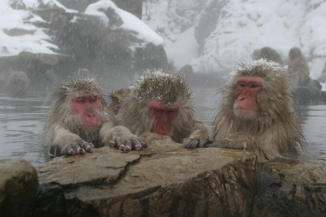 Snow Monkey Park & Miso Production Day Tour From Nagano