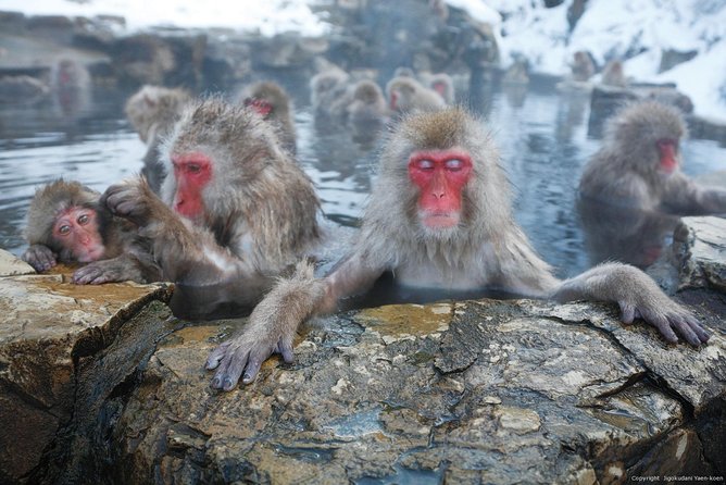 Snow Monkey Park Tour, From/To Tokyo, 2-12 Guests