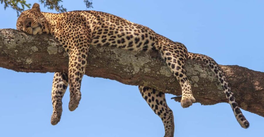 Sri Lanka: Wildlife Tour, Rainforest, National Park, - Tour Duration and Pricing