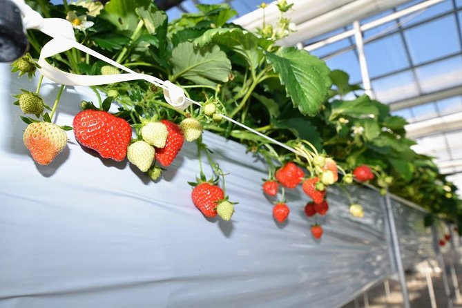 Strawberry Picking and Snow Experience at Mt Fuji Ski Resort for VIP