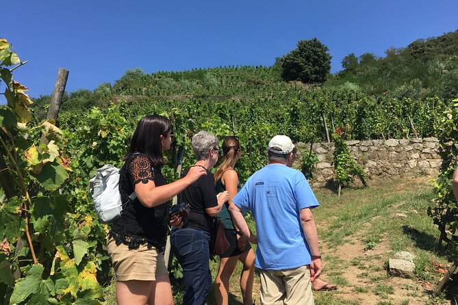 Sunday Brunch Buffet, in Northern Rhône Valley Vineyards