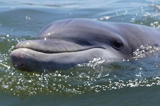 Sunrise Dolphin Tour