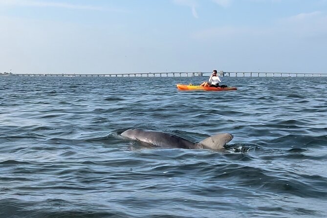 Sunset Kayaking With Dolphins
