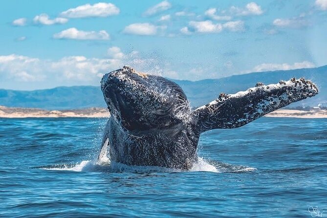 Sunset Whale Watch Tour in Monterey
