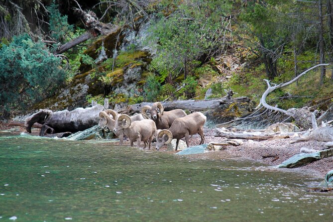 Sunset Wild Horse Island Private Boat Tour - Stunning Sunset Views