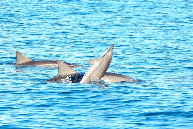 Swim With Wild Dolphins & Benitiers Island With Lunch & Transport