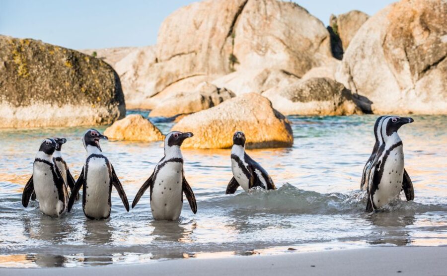 Table Mountain, Boulders Penguins & Cape Point Private Tour