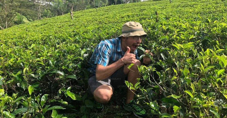 Tea Plucking and Tea Factory: Visit From Nuwara Eliya