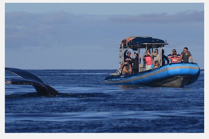The Best 8 Am 1.5 Hour Whale Watching Tour - What to Expect on the Tour