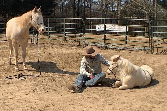 The Equine Experience