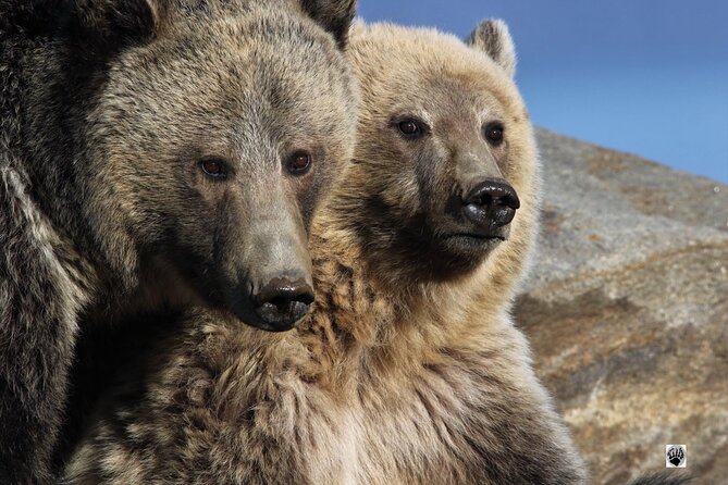 The Full Two Day Private Yellowstone Day Trips Review