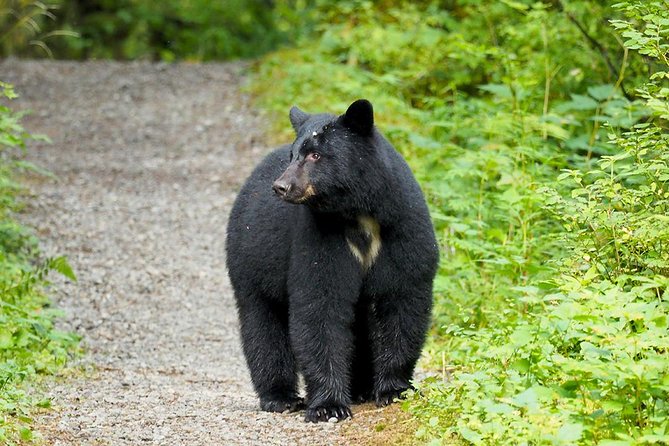 Traitors Cove Bear Viewing - Transportation and Logistics