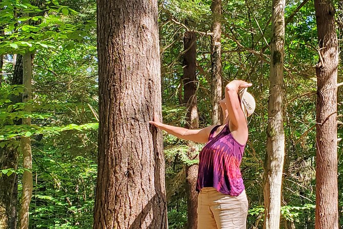 Transformative Forest Immersion: A Mindful Journey for Inner Calm