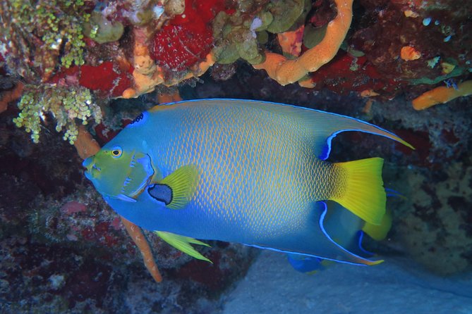 Try Dive in Cozumel Island - Whats Included