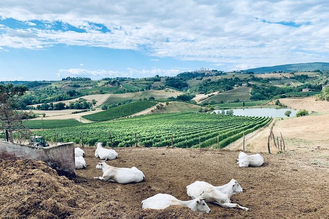 Tuk-Tuk Excursion in Tuscany