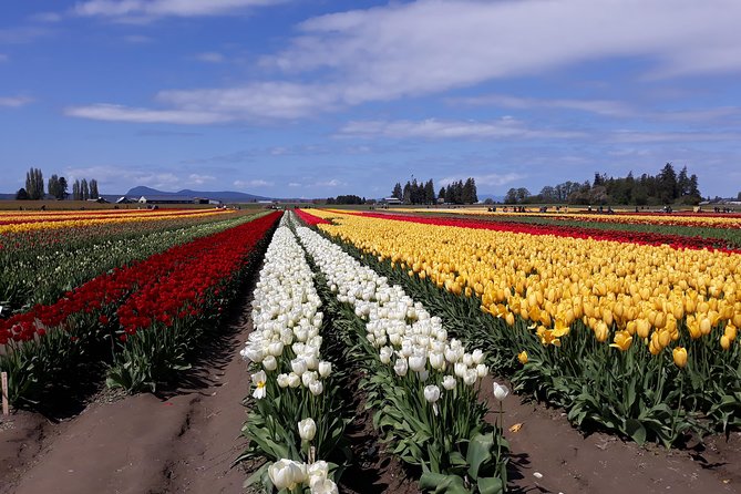 Tulip Festival and Skagit Valley Tour