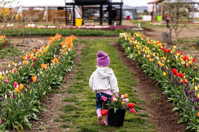Tulip Valley Farms U Pick Experience