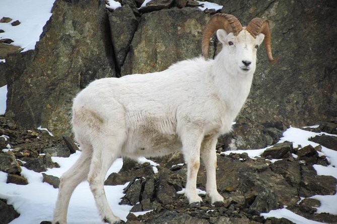 Turnagain Arm Tour
