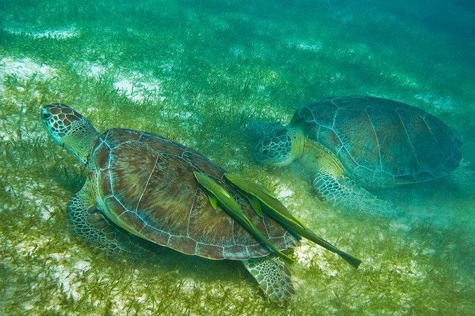 Turtles and Cenote From Riviera Maya