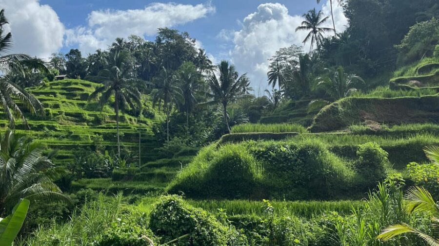 Ubud: Monkey Forest, Water Temple, Rice Terrace & Waterfall