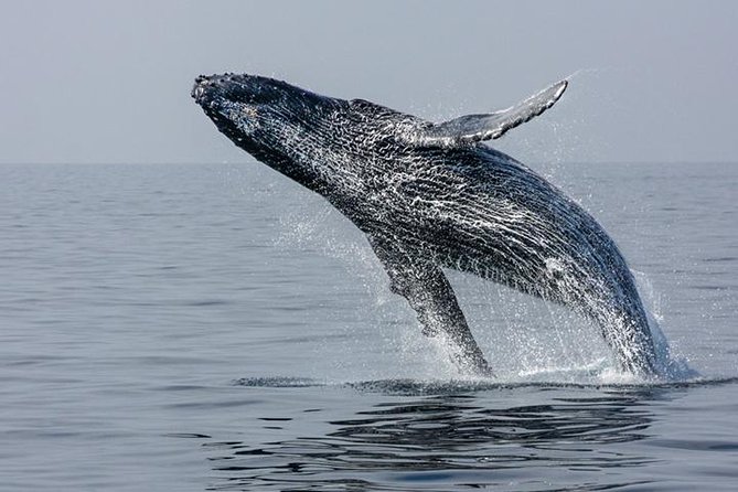 Ultimate Juneau Whale Watch - Tour Overview