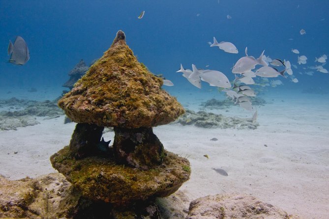 UNDERWATER MUSEUM CANCUN Diving for Beginners 1 Dive - Experience With Ticket - What to Expect Underwater