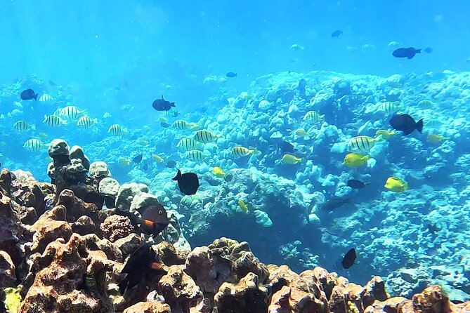 Unlimited Guided Snorkeling Tour Review - Tour Overview