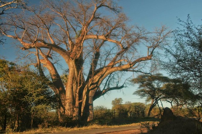 Victoria Falls Day Trip in Zimbabwe From Livingstone (Zambia)
