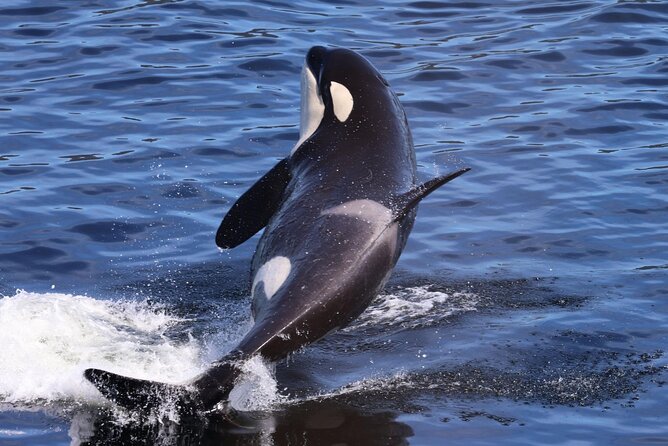 VIP Private Alaska Native Excursion Review