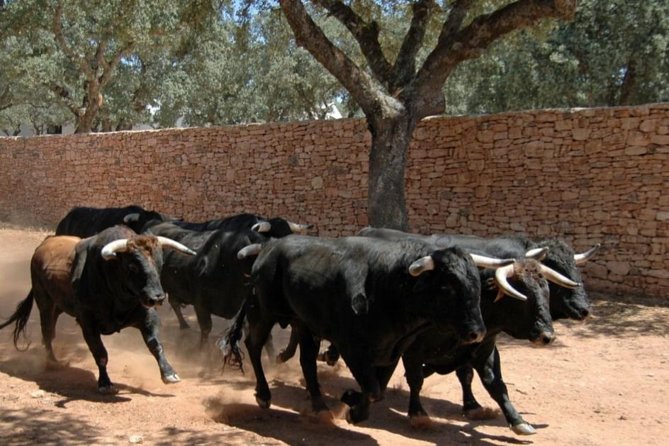 Visit a Horse and Bull Farm Including a Ronda Tour - About the Tour