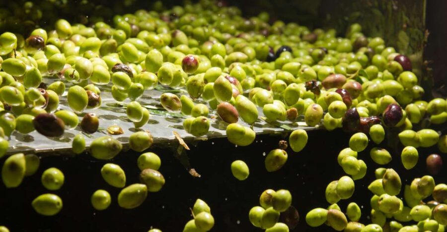 Visit an Olive Oil Mill + Extra Virgin Olive Oil Tasting: Baeza