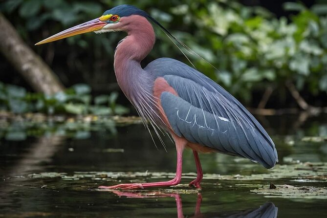 Visit the Everglades in French With Transfer and 1 Hour 30 Minutes Airboat - Experience the Everglades With a French-Speaking Guide