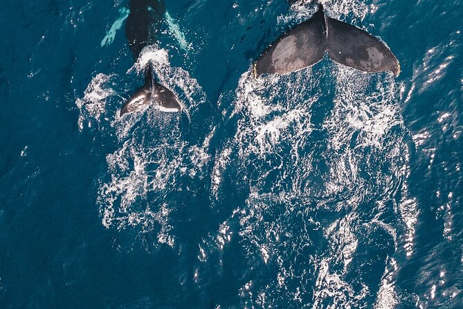 Waikiki Whale Watching Cruise